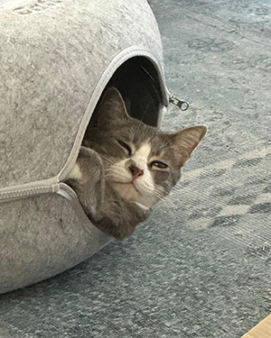 Gray and white cat peeking out of a round, gray fabric cat bed.