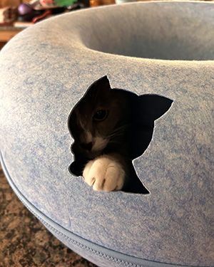 Cat peeking through a cat-shaped hole in a blue cushion.