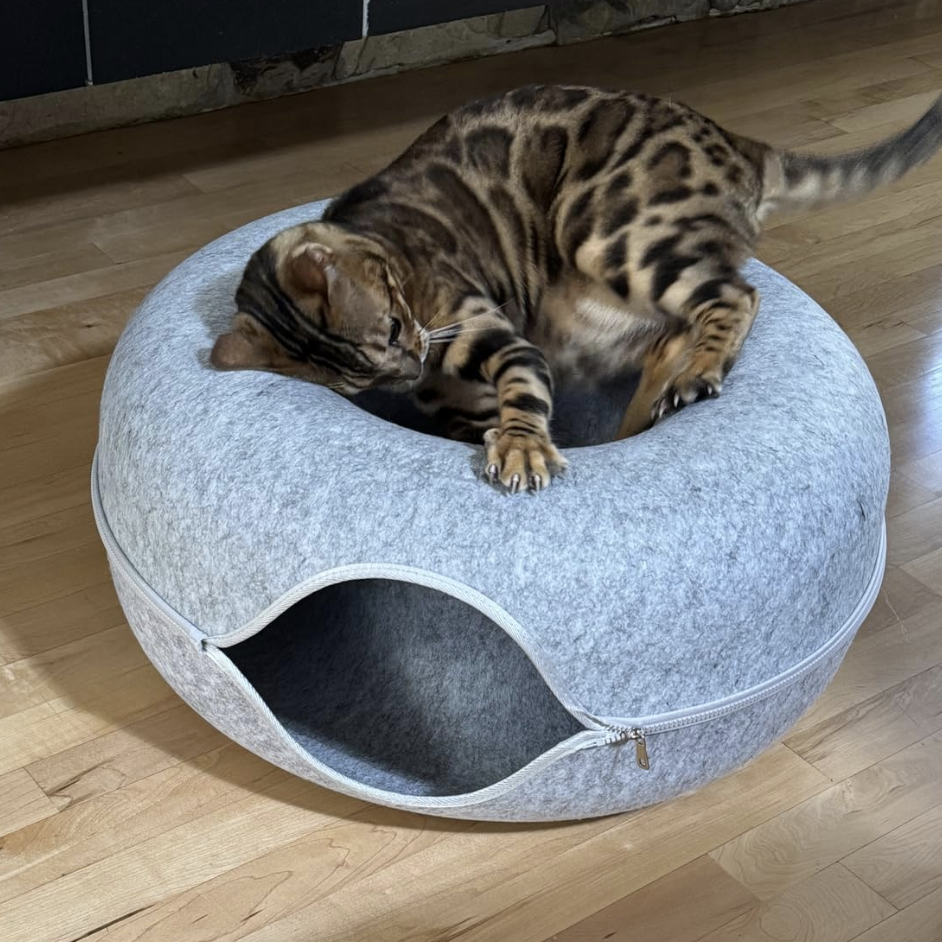 Bengal cat playing on a round, gray cat bed on wooden floor.