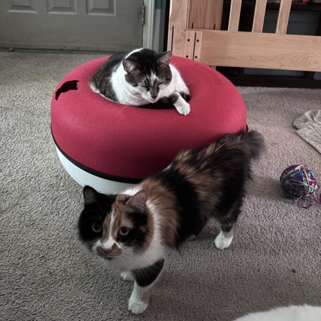 Two cats, one on a red cushion, another standing on carpet with a colorful ball nearby.