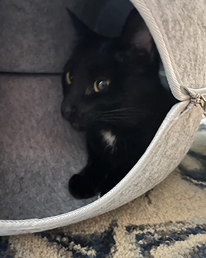 Black cat peeking out from a gray pet bed.