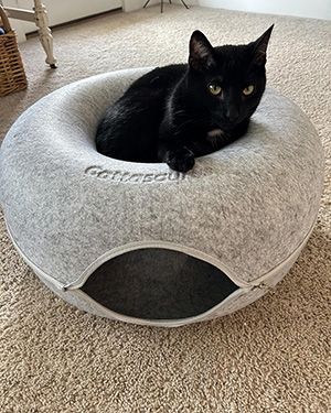 Black cat sitting on a gray circular cat bed on a carpeted floor.