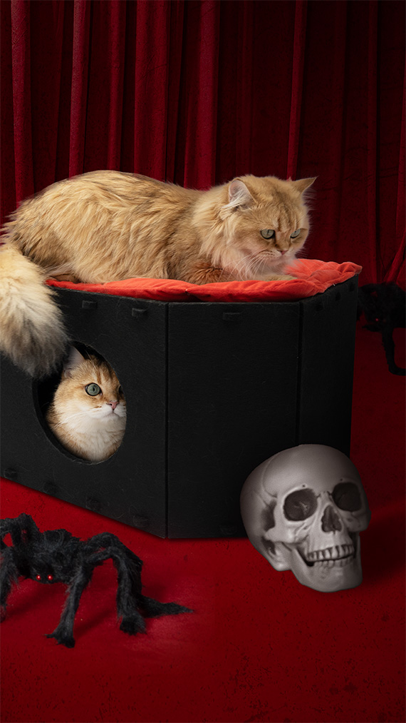 Two cats in a black box, with a skull and spider on red background.