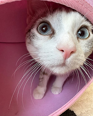 Close-up of a cat with blue eyes inside a pink tunnel.