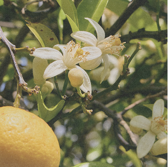 Lemon tree with white flowers and a ripe lemon.