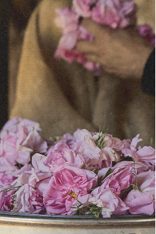 Pink roses in a metal container, hands holding more flowers nearby.