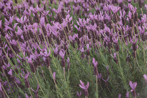Field of blooming lavender flowers with green stems.