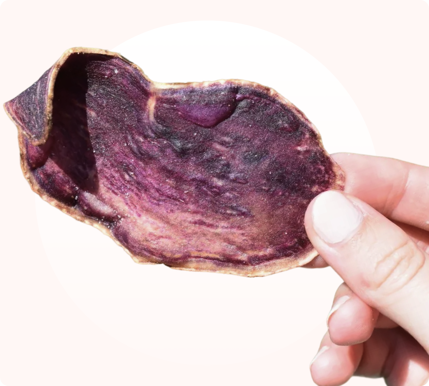 A close-up of a hand holding a single purple sweet potato chip against a white background.