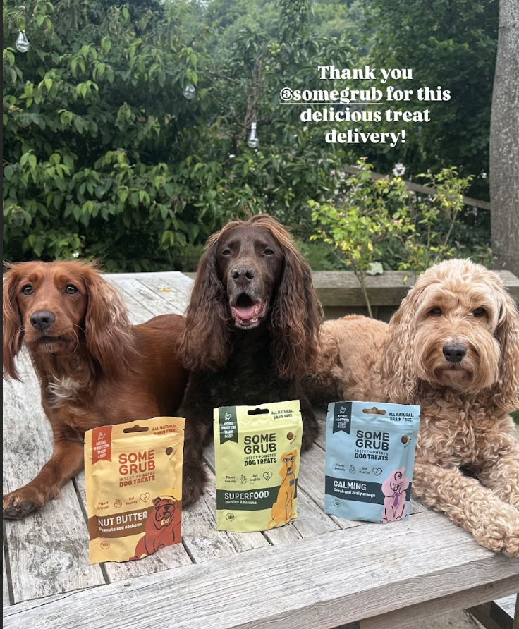 Three dogs sitting on a bench with dog treat packages in front of them.