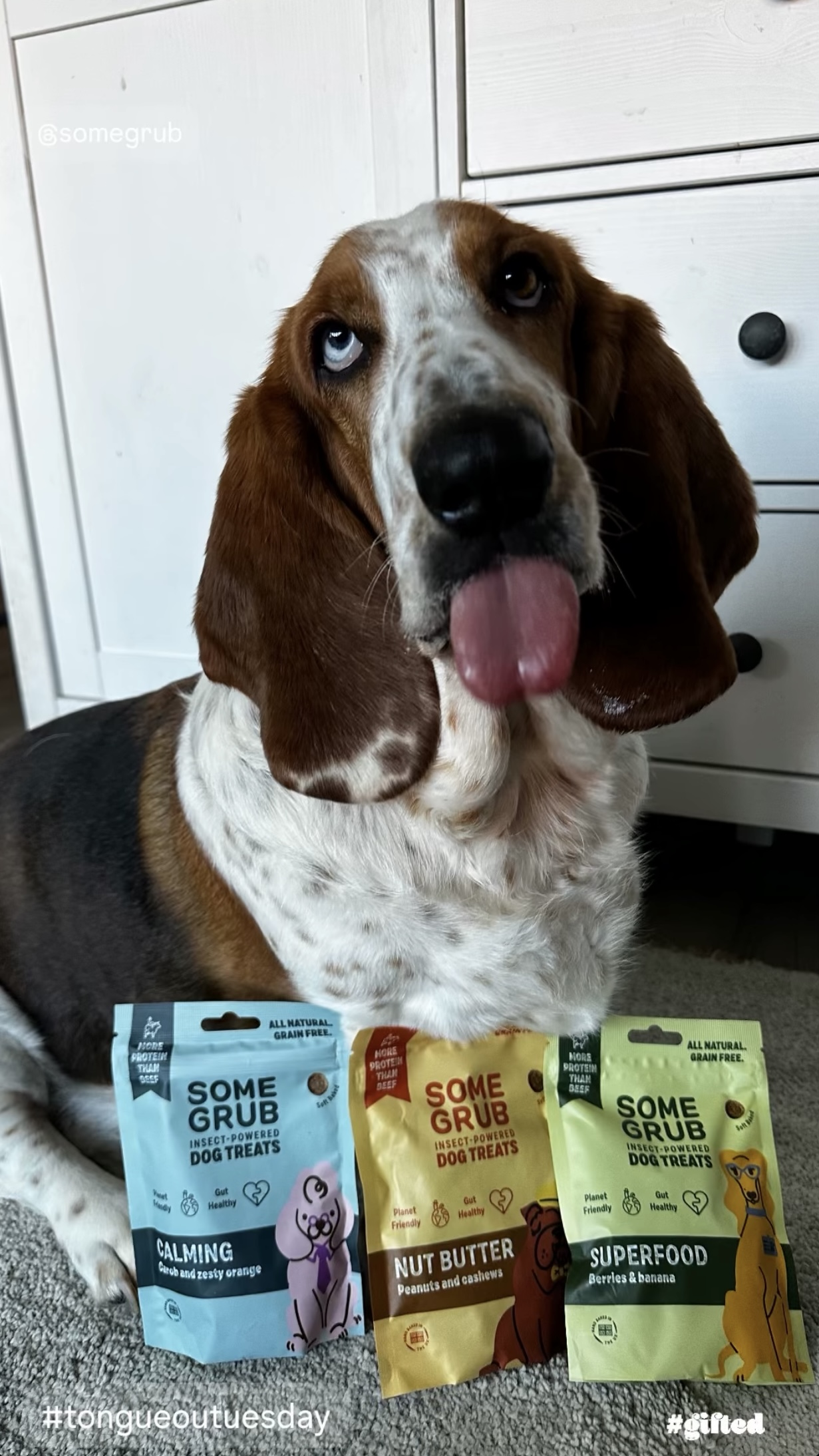 Basset hound with tongue out, next to three bags of dog treats on the floor.