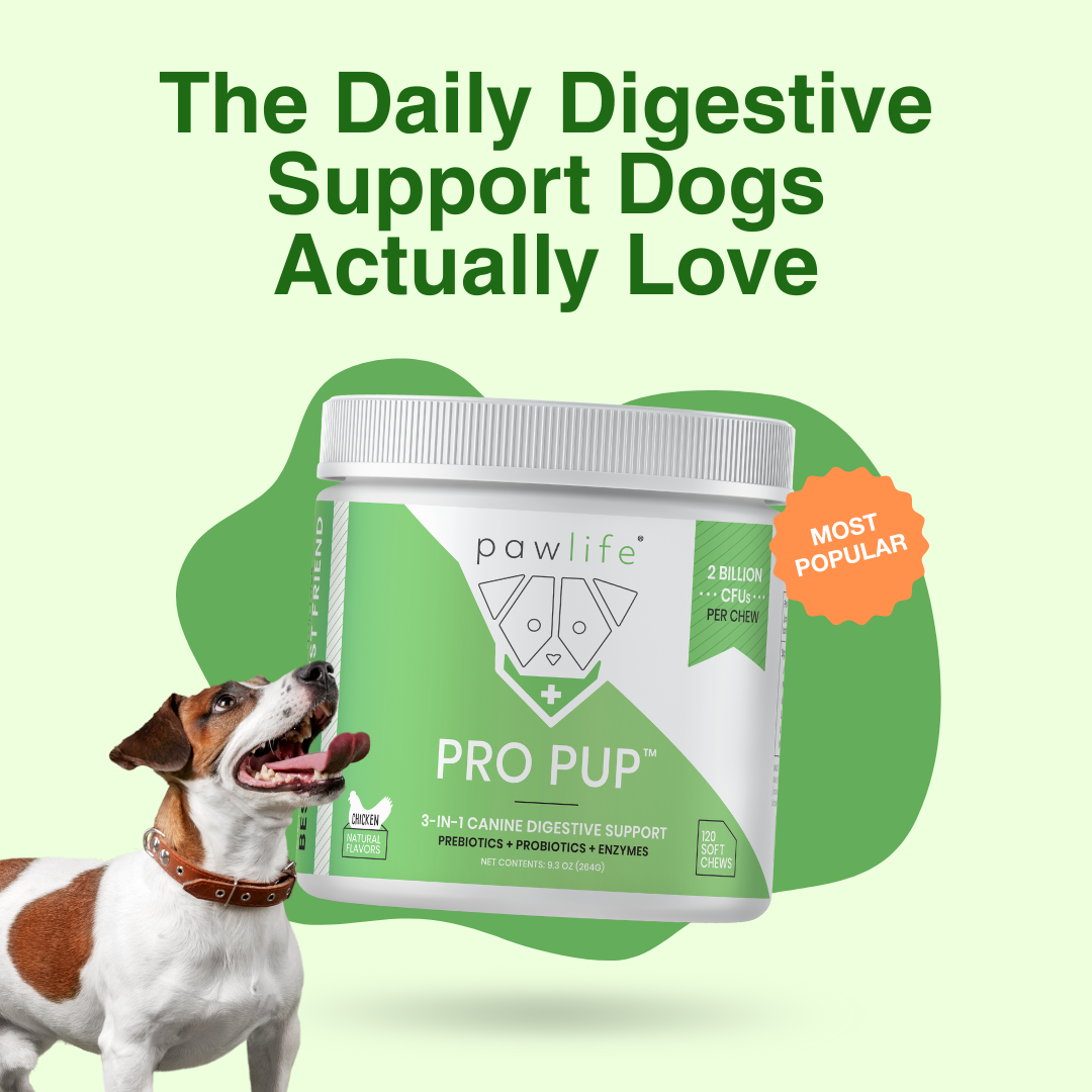 Dog looking at a container of canine digestive support chews.