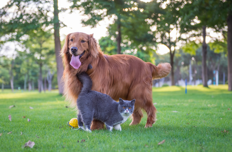 Golden retriever and gray cat standing together on grass in a park.