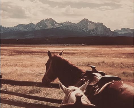 Two horses in a field with mountains in the background.
