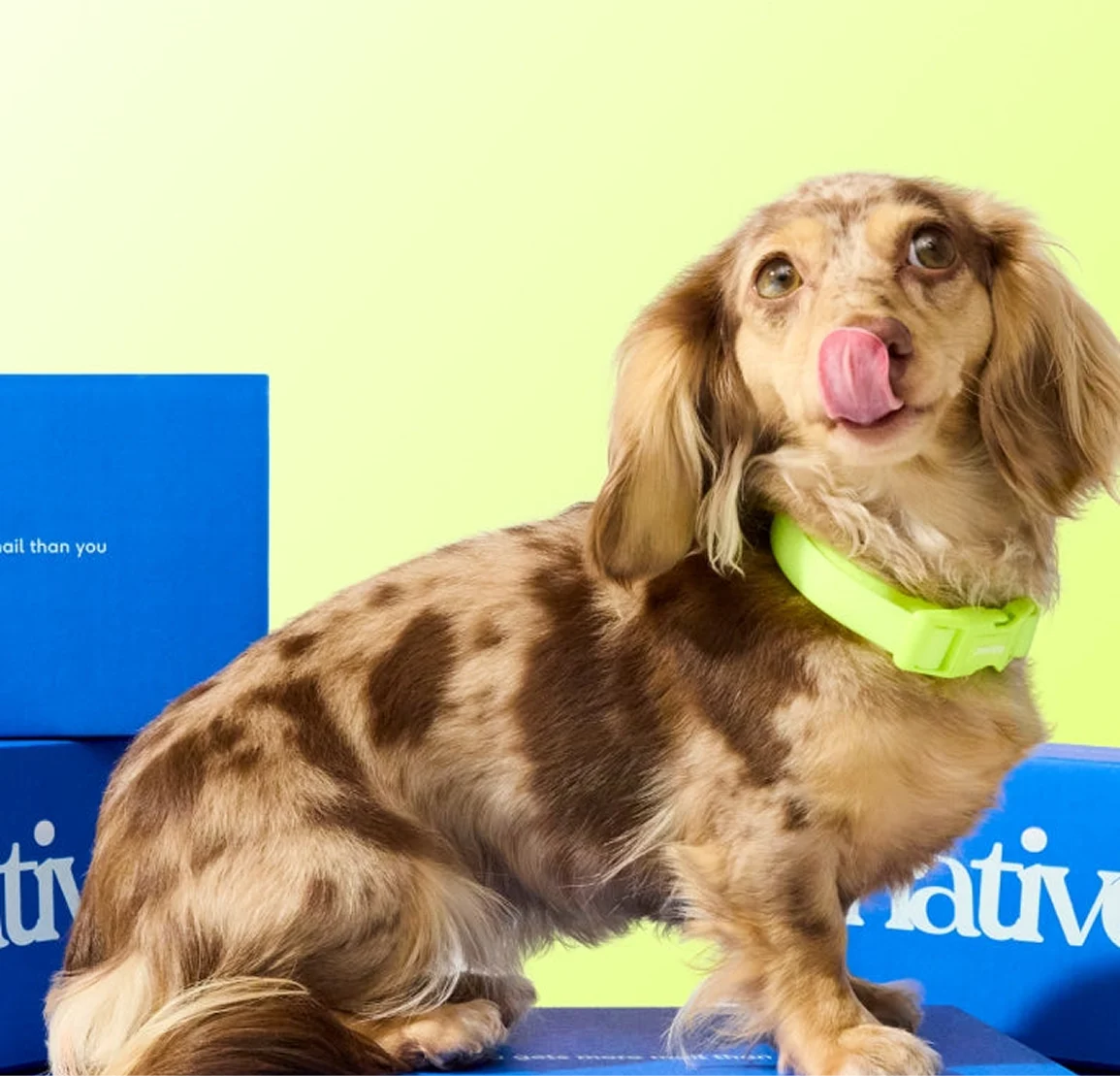A long-haired dapple dachshund wearing a bright green collar licks its nose while sitting on blue boxes.