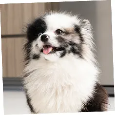A fluffy, small black and white dog with a patch over its eye, panting with its mouth open.