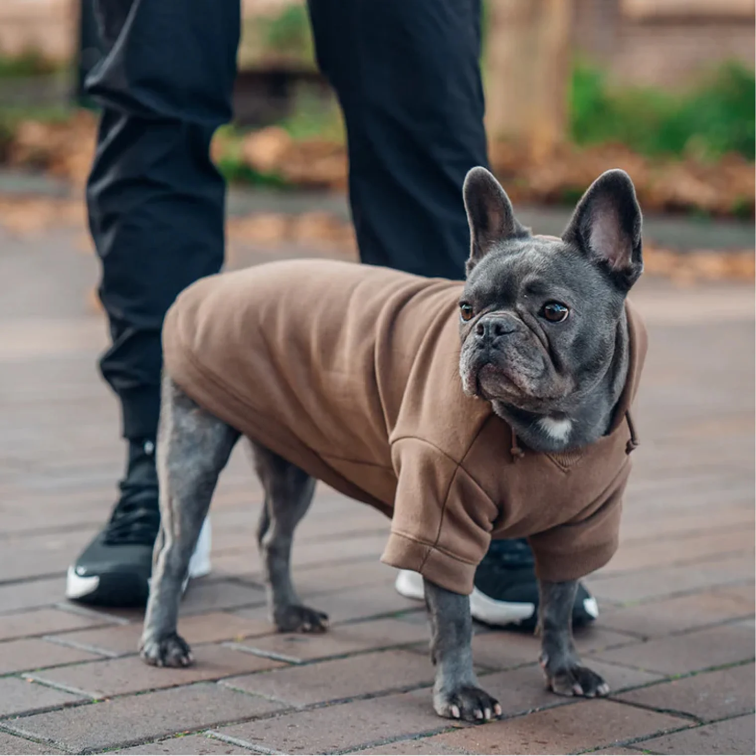 A grey French bulldog wearing a brown hoodie stands on a brick sidewalk next to a person's legs.