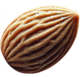 Close-up of a single almond with a textured surface.