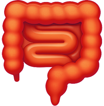 Illustration of a red, stylized human intestine.