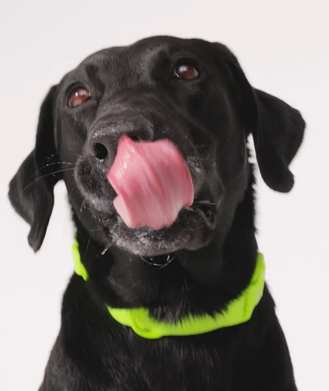 A black dog wearing a bright green collar licks its nose against a white background.