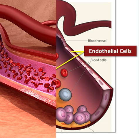 Illustration of a blood vessel with labeled endothelial cells and blood cells.