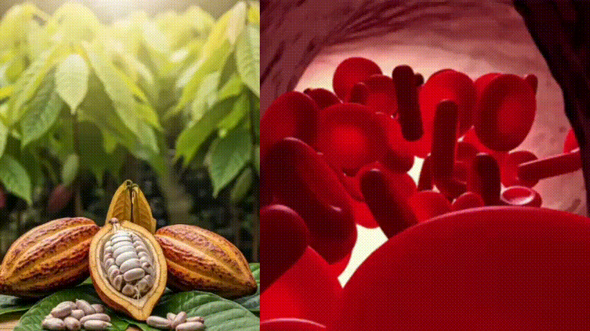 Split image: cacao pods on left, red blood cells on right.