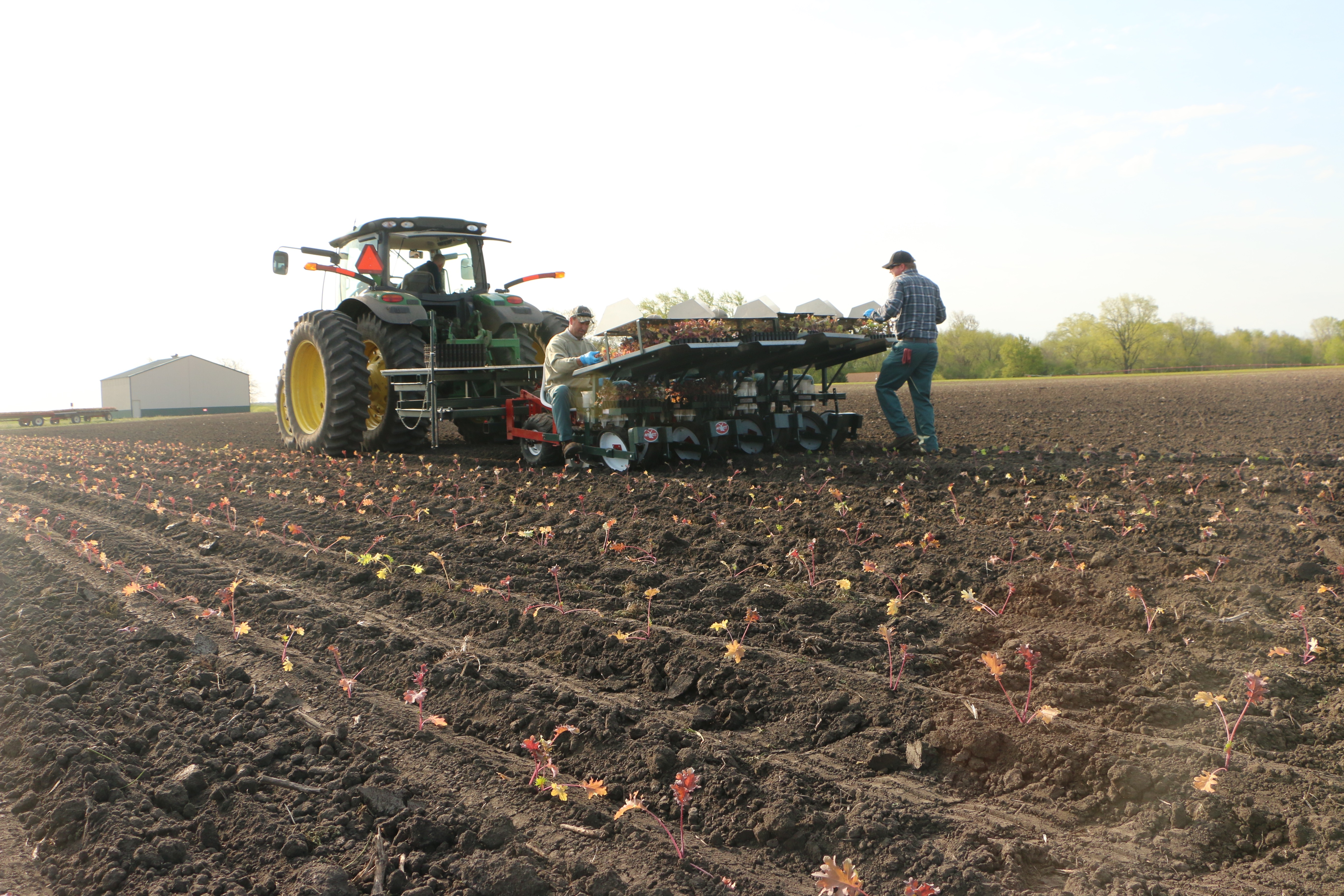 Tractor planting seedlings in a field with two people operating machinery.