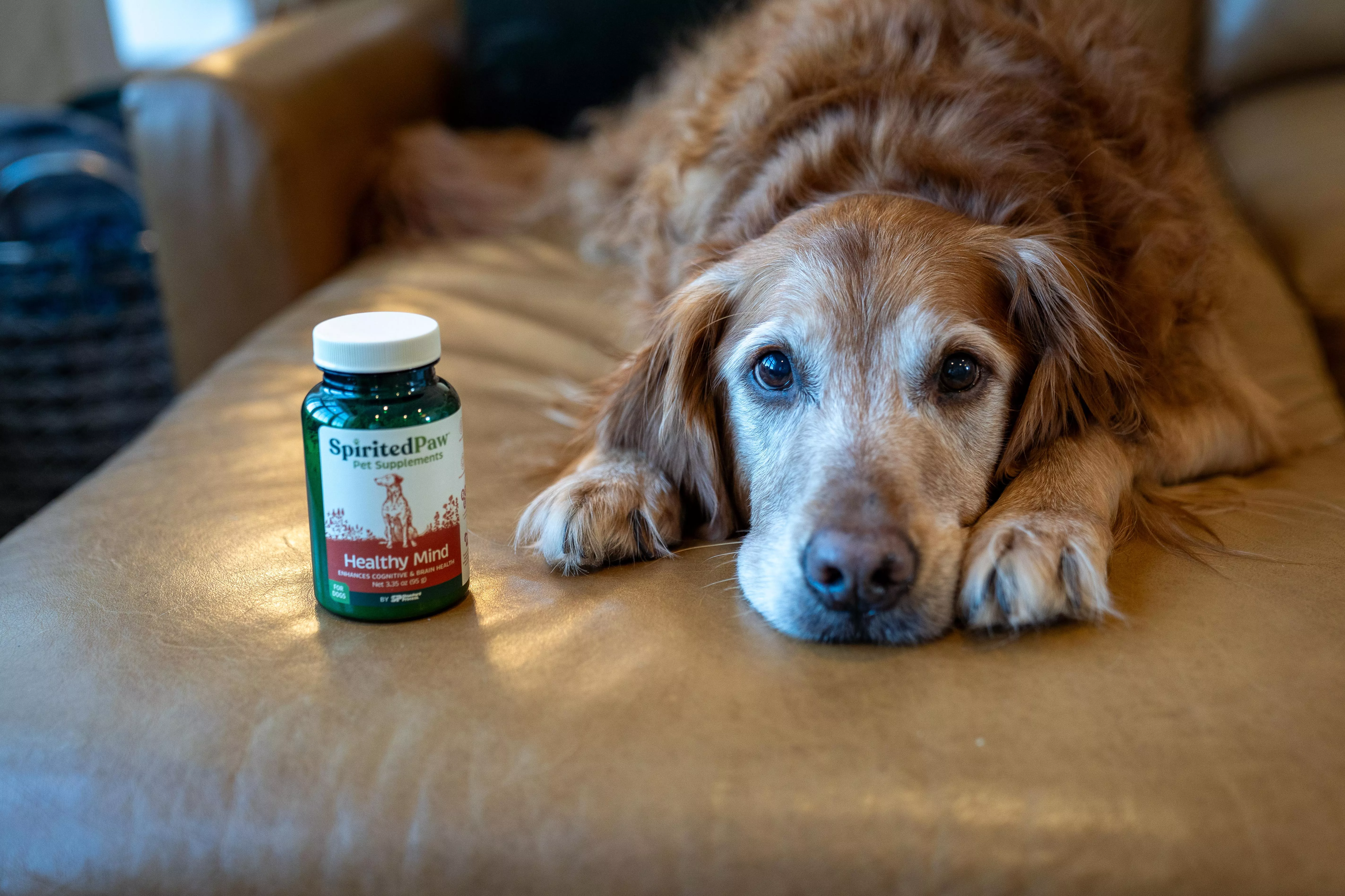 Senior dog lying on a leather couch next to a green bottle of Spirited Paw Healthy Mind pet supplement.
