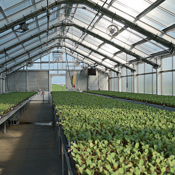Interior of a greenhouse with rows of green plants.