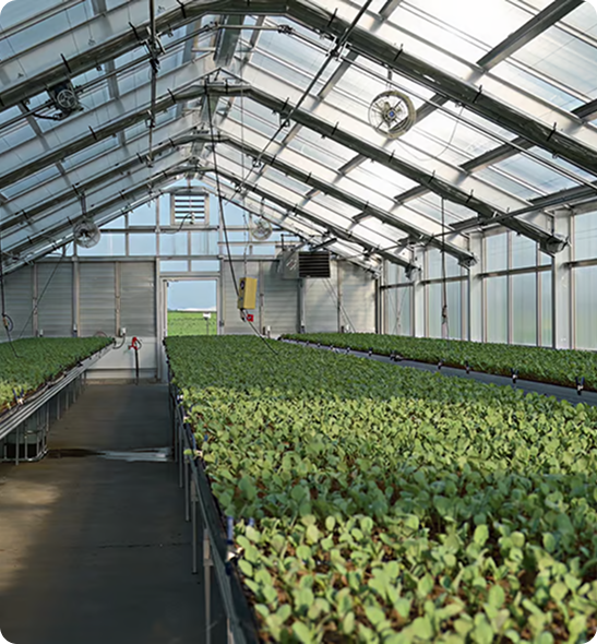 The interior of a large greenhouse with long tables covered in thousands of small green seedlings.
