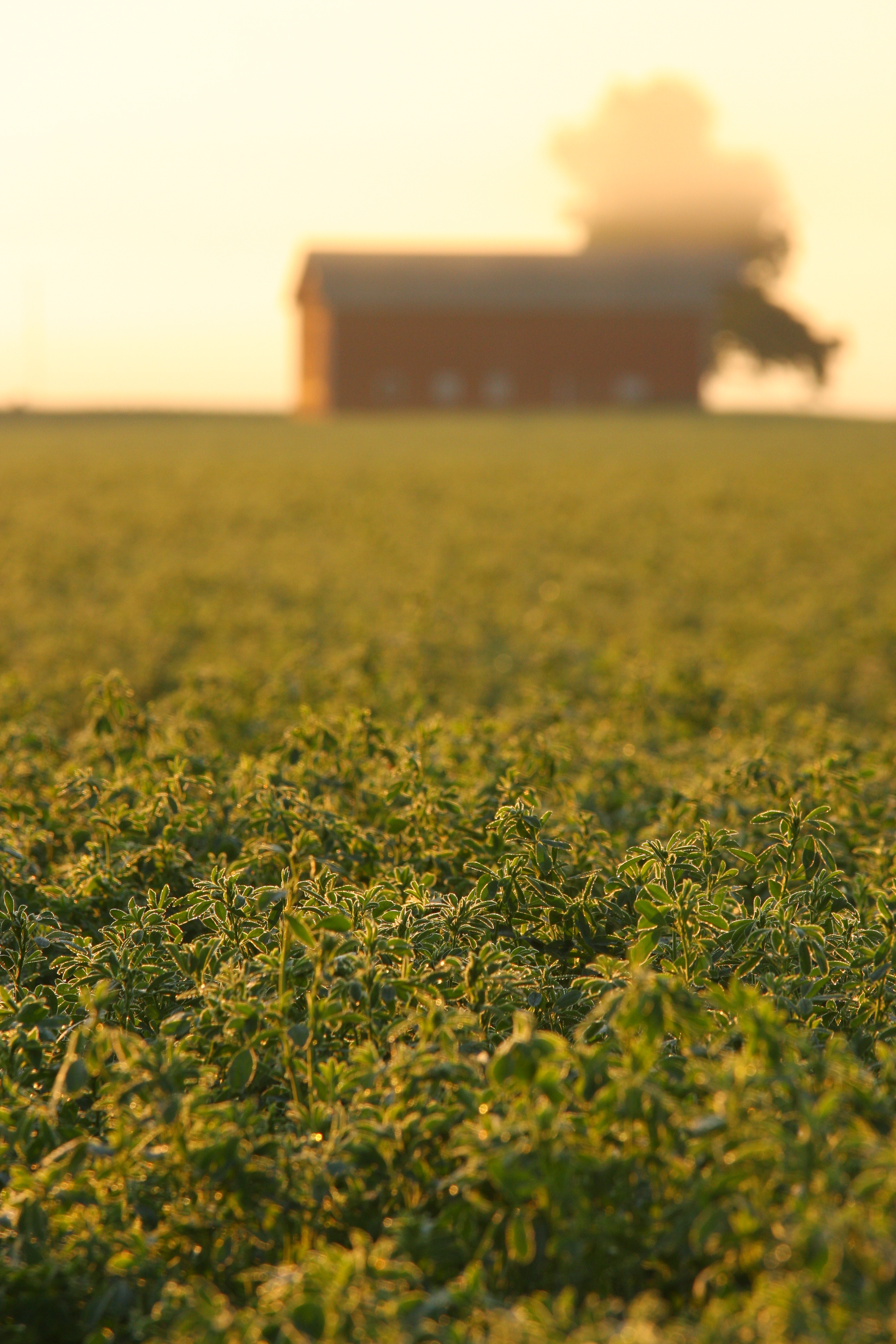 Field of green plants with a blurred barn in the background at sunset.