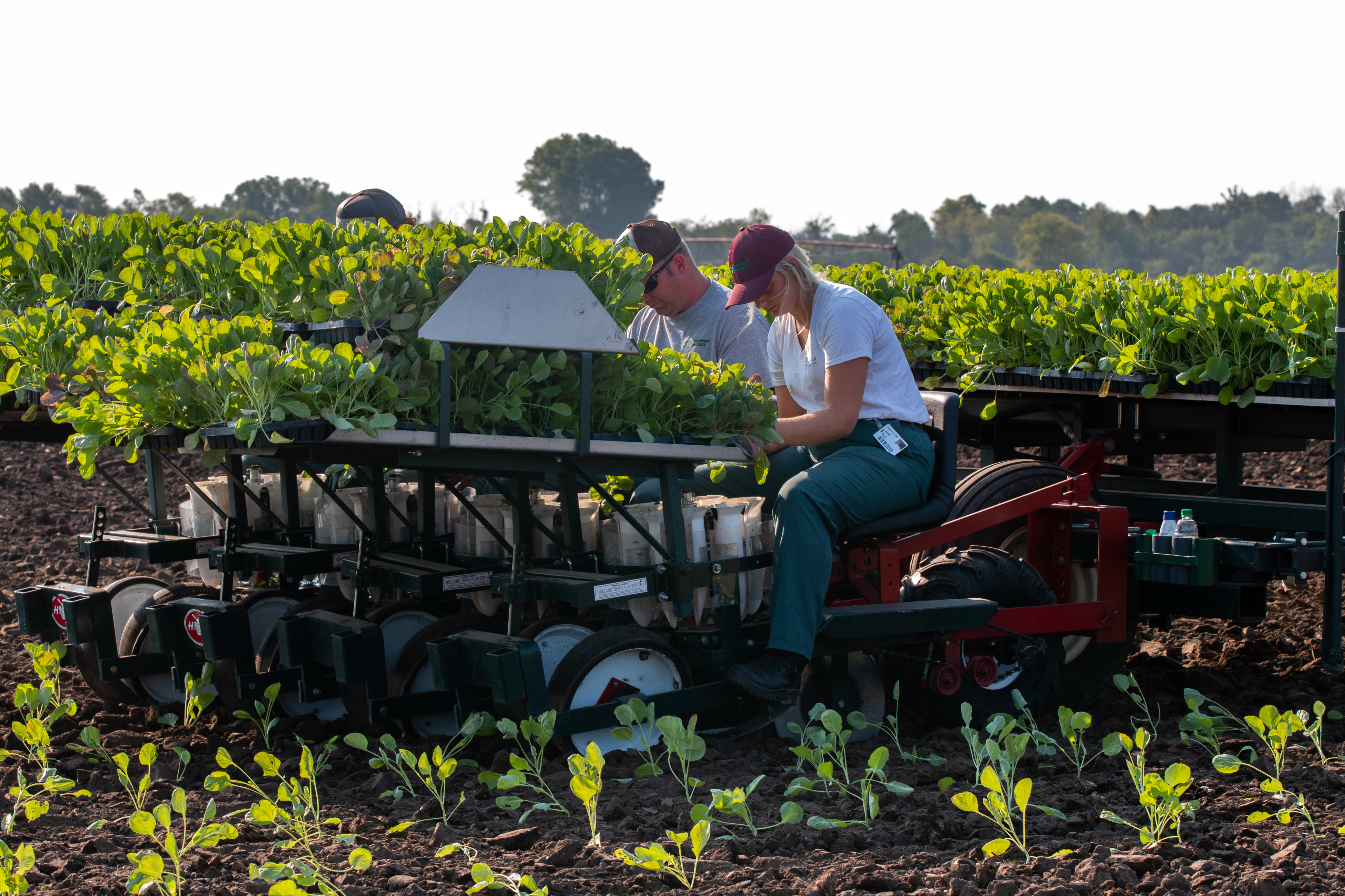 Two people planting seedlings using a mechanized planter in a field.