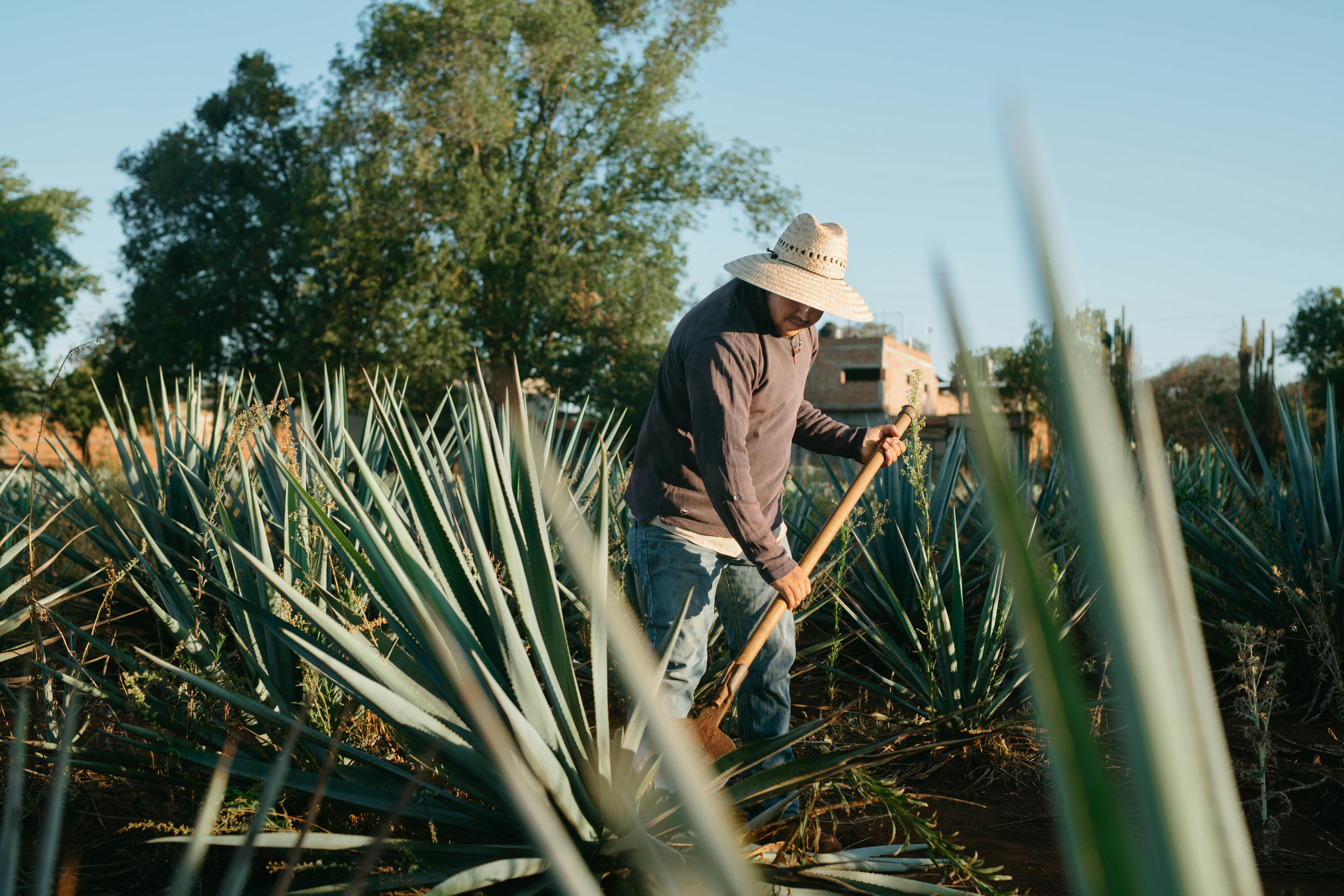 Person working in an agave field with a hoe, wearing a straw hat.