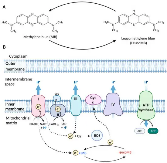 Diagram of methylene blue and leucomethylene blue in mitochondrial electron transport chain.