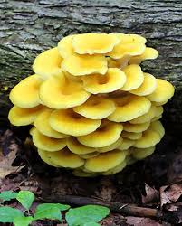 Cluster of yellow mushrooms growing on a log in the forest.