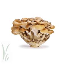 Brown mushroom with clustered petals on a white background.