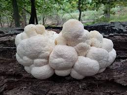 White fungus growing on a log in a forest setting.