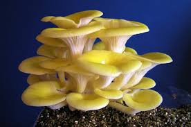 Cluster of yellow mushrooms on a dark blue background.