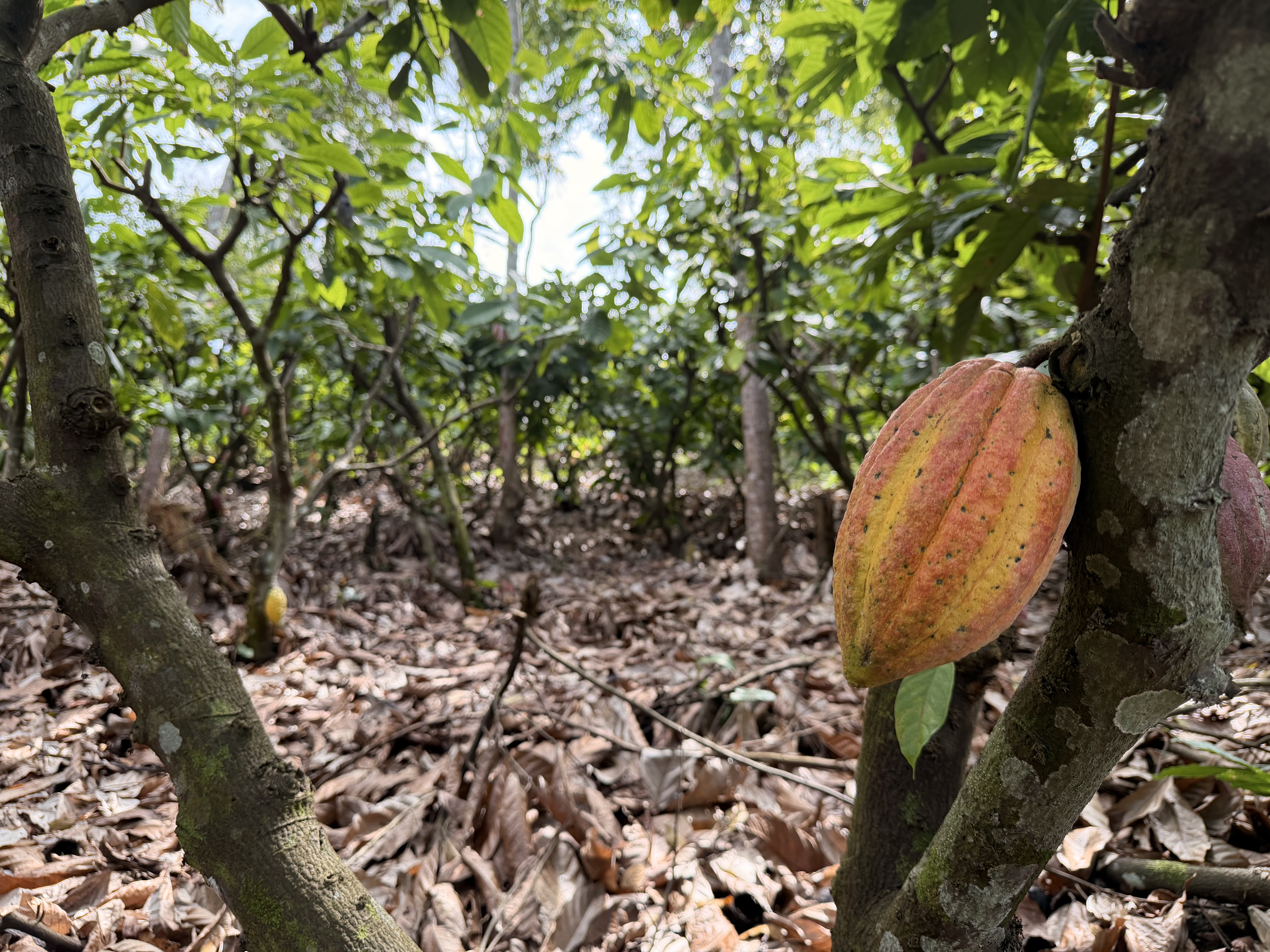 Cluster of ripe cacao pods growing on a tree trunk.