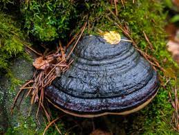 Black fungus growing on tree bark surrounded by moss and leaves.