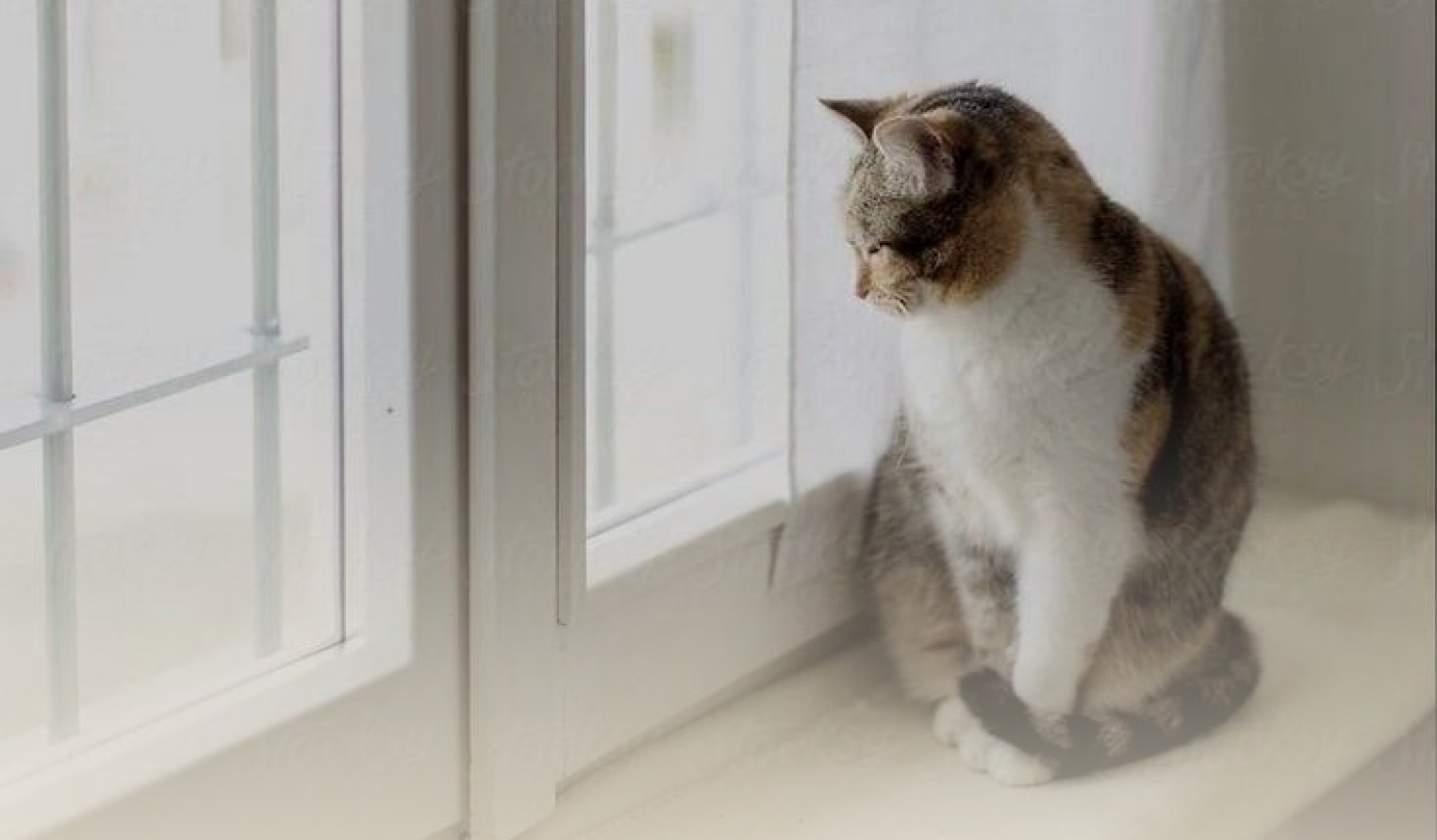 A cat sitting on a windowsill, looking outside.