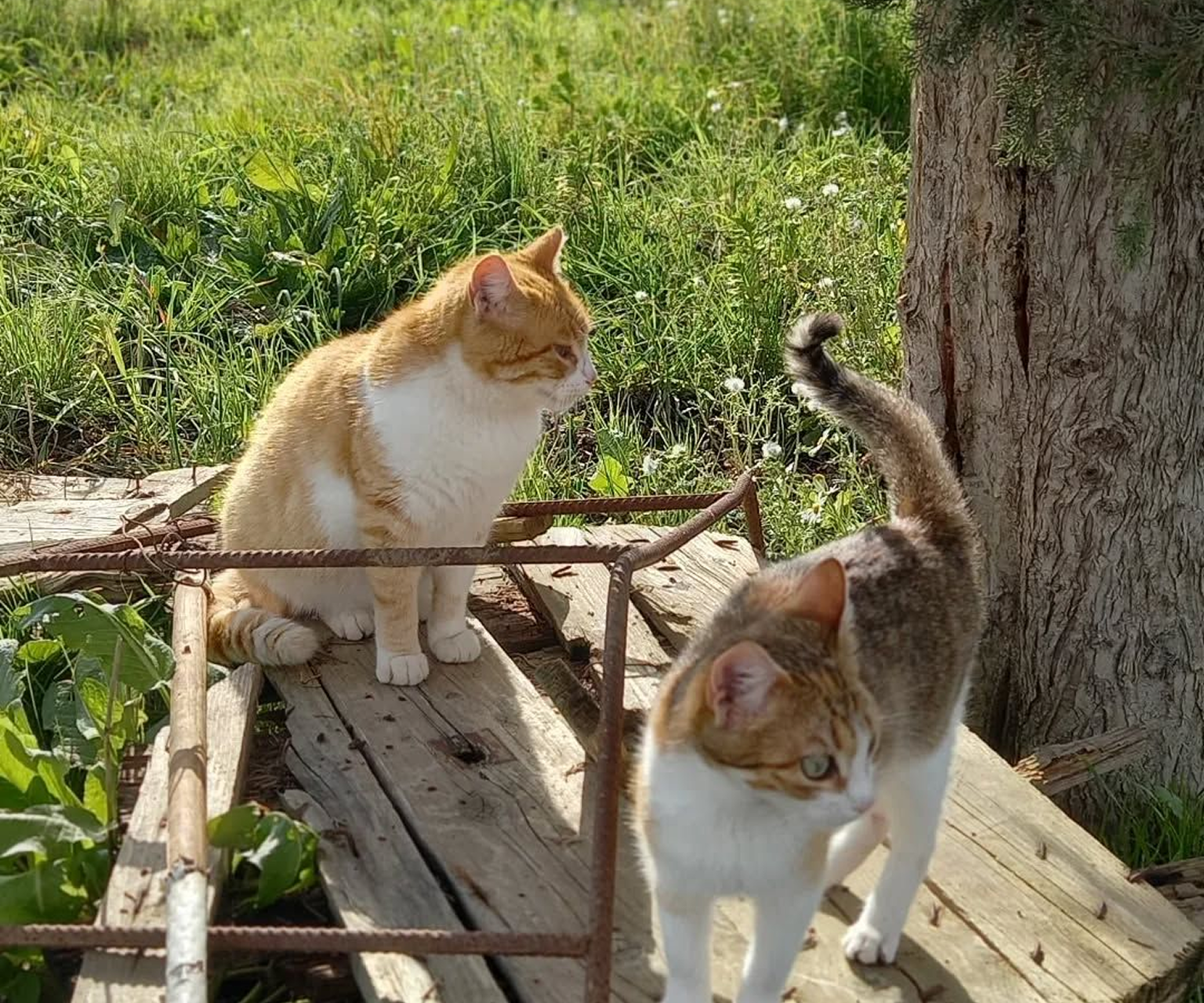 Two cats sitting on wooden boards in a grassy area.