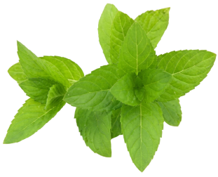 A sprig of fresh green mint leaves with a white background.