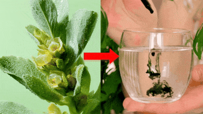 Green plant with flowers and liquid being dropped into a glass of water.