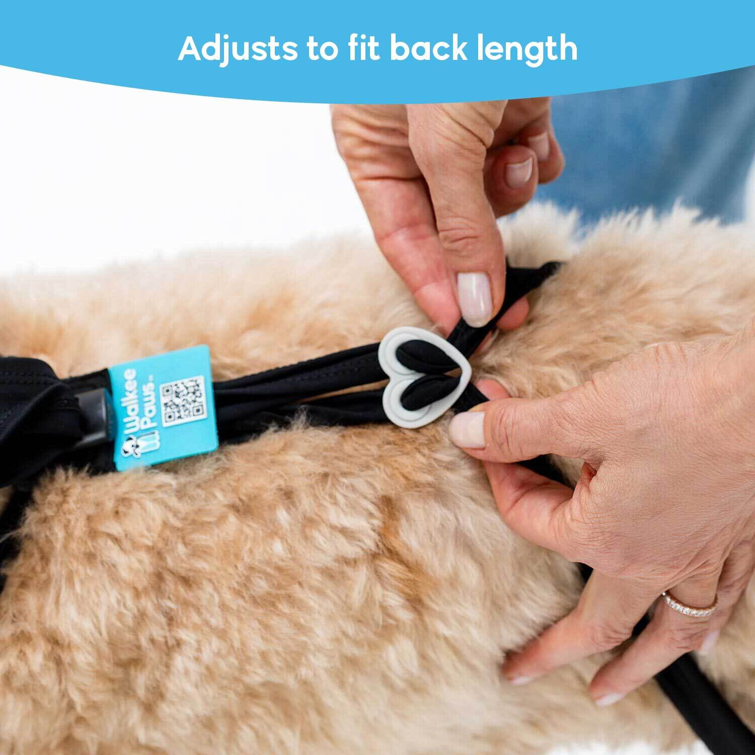 Hands adjusting a black strap on a fluffy dog's back.