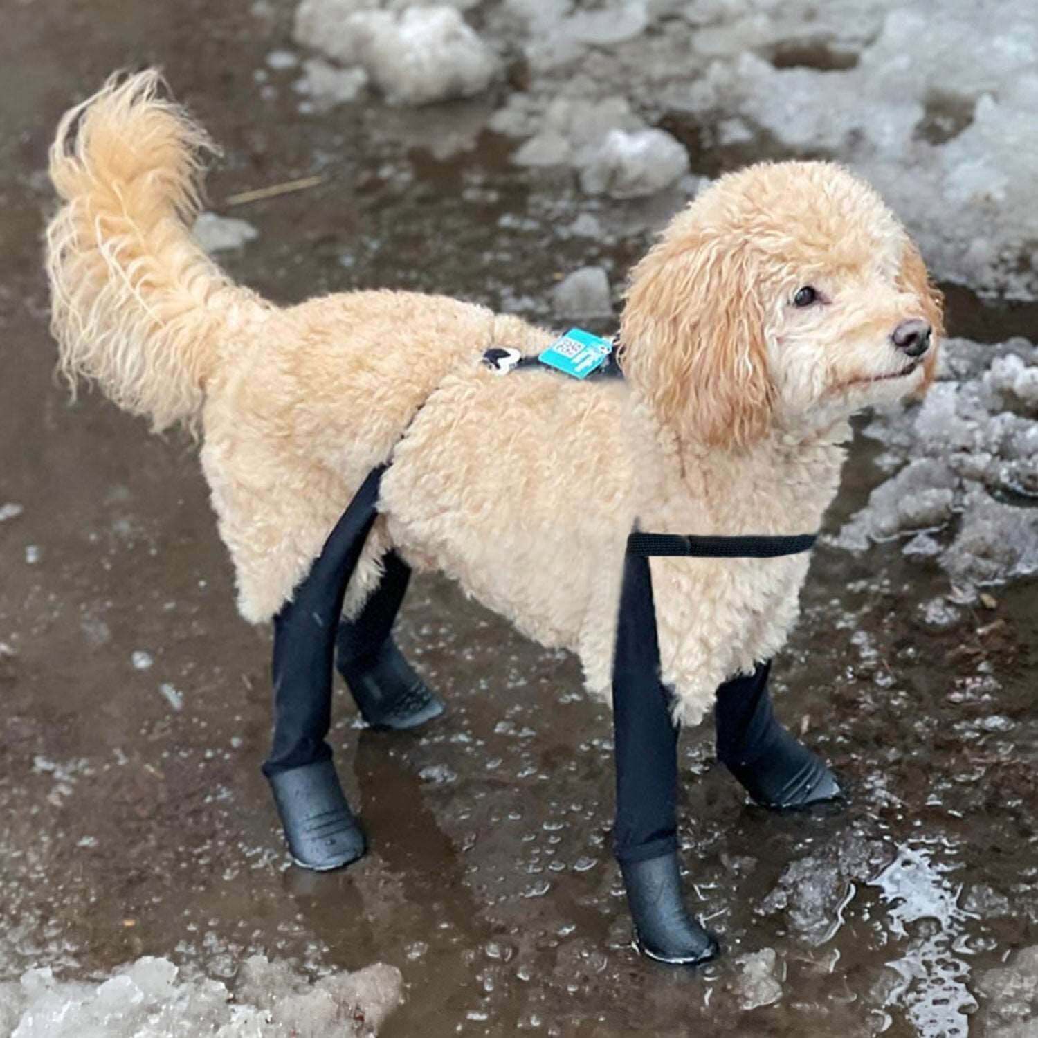 Fluffy dog wearing black protective leg covers standing on a muddy surface.