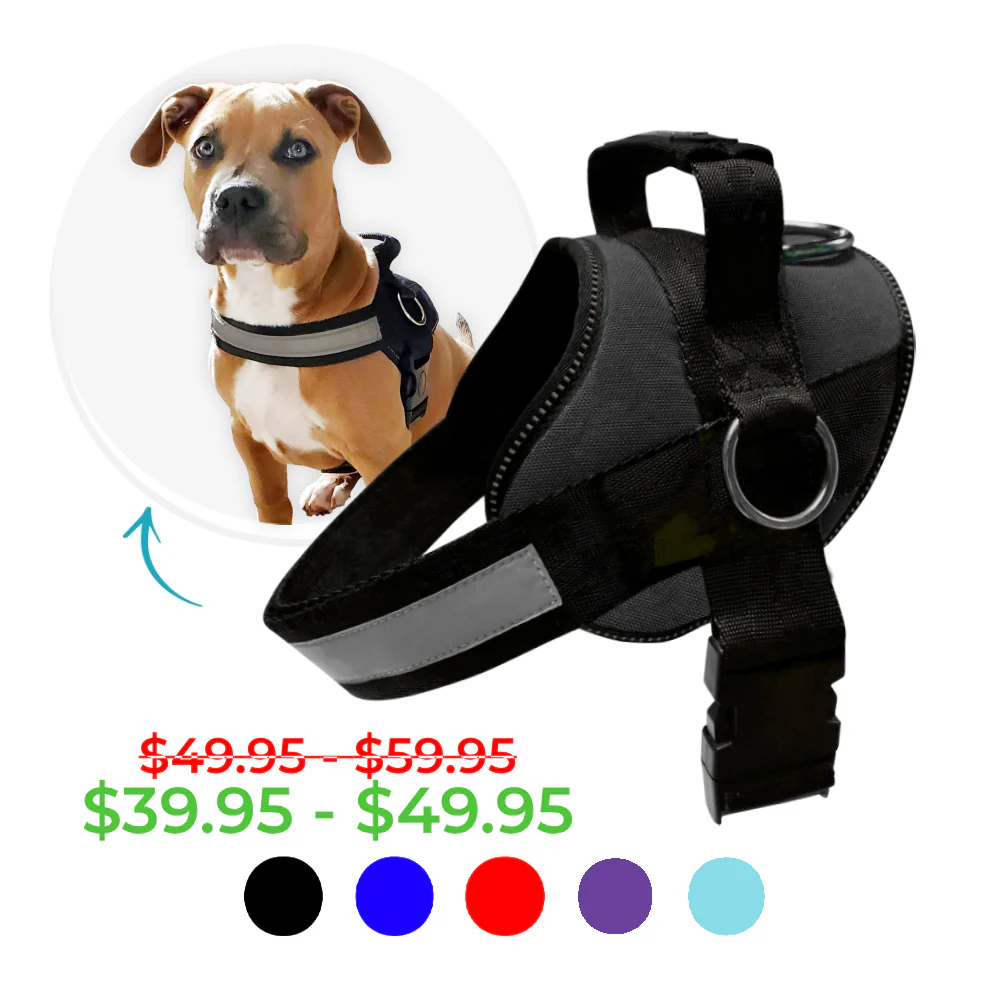 Dog wearing a harness with price and color options displayed.