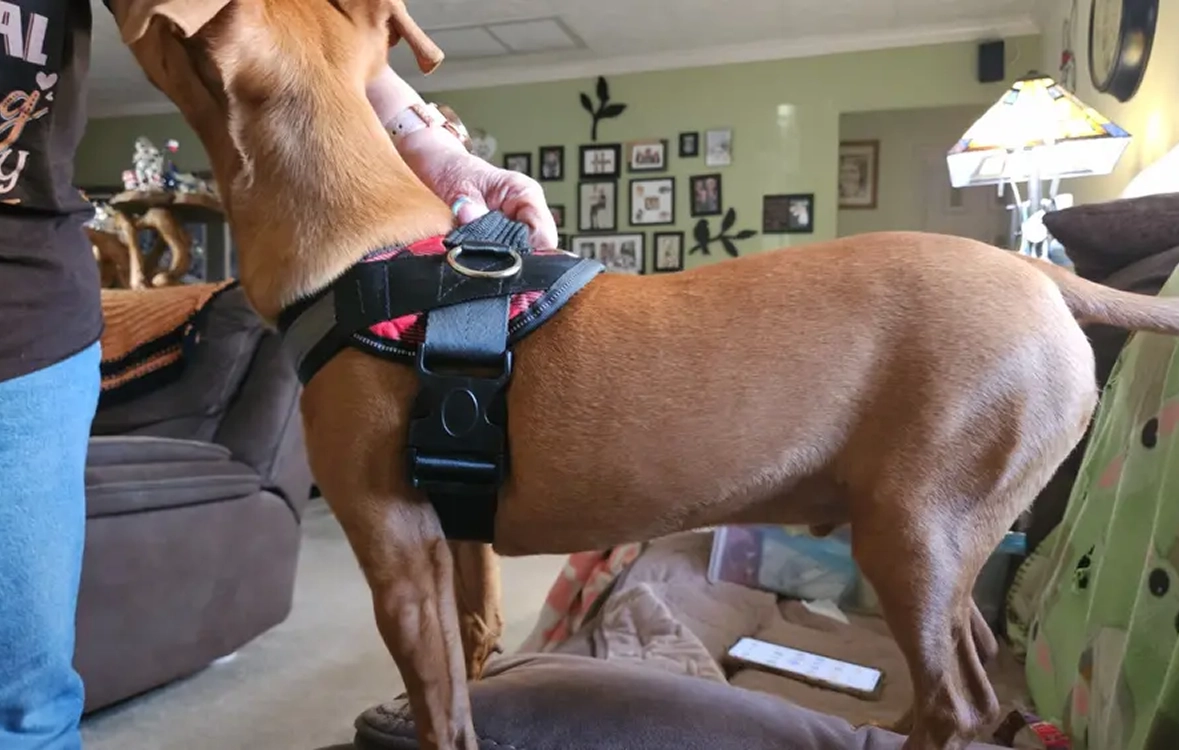 A brown dog wearing a harness stands on a couch indoors.