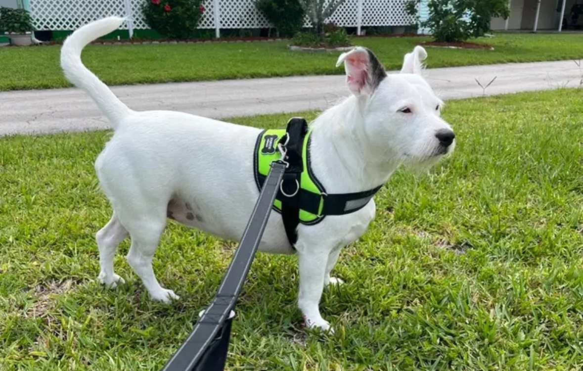 White dog on a leash standing on grass, wearing a green harness.