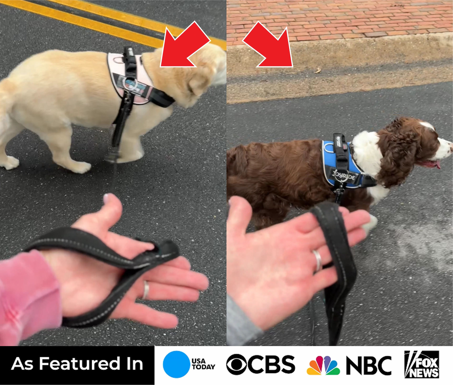 Two dogs walking with harnesses, leashes held loosely by a person.