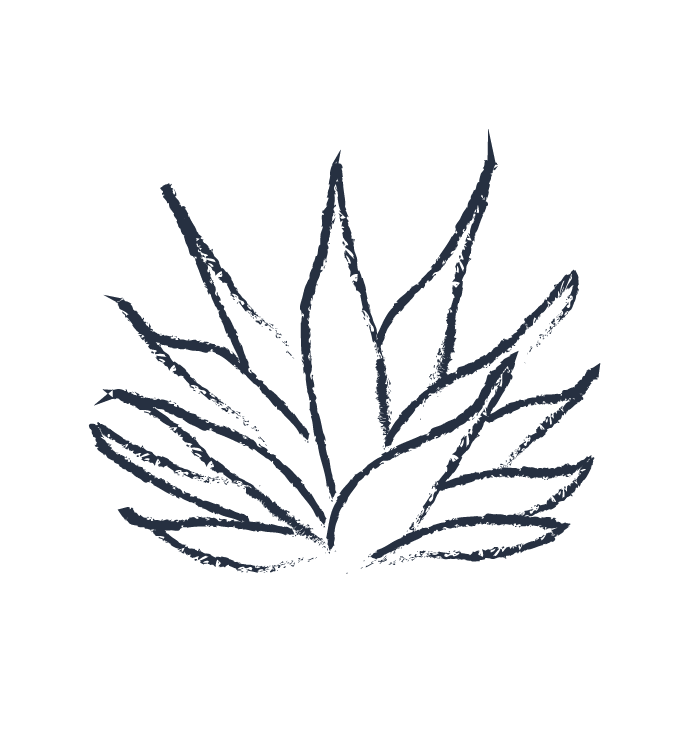 Simple black sketch of a spiky plant on a white background.